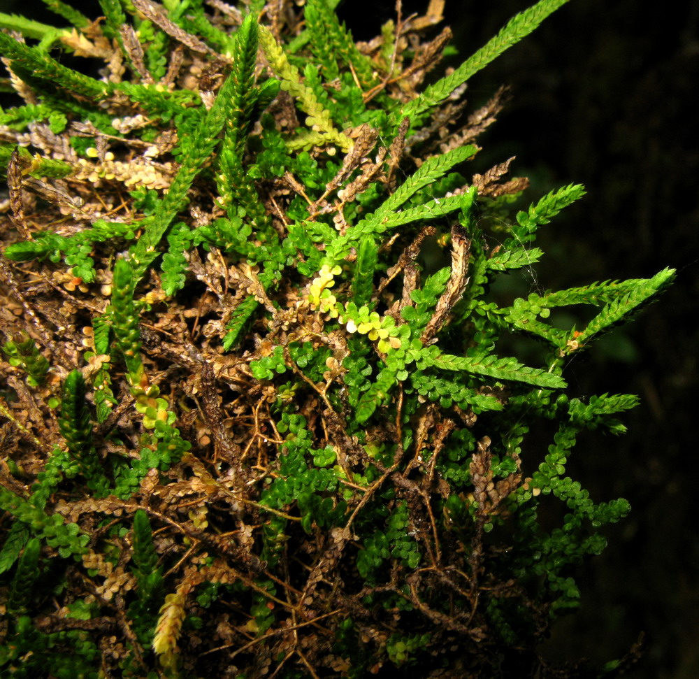 Image of Selaginella sajanensis specimen.