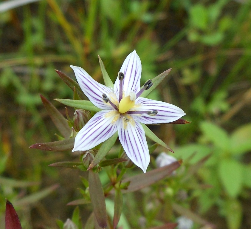 Image of Ophelia diluta specimen.