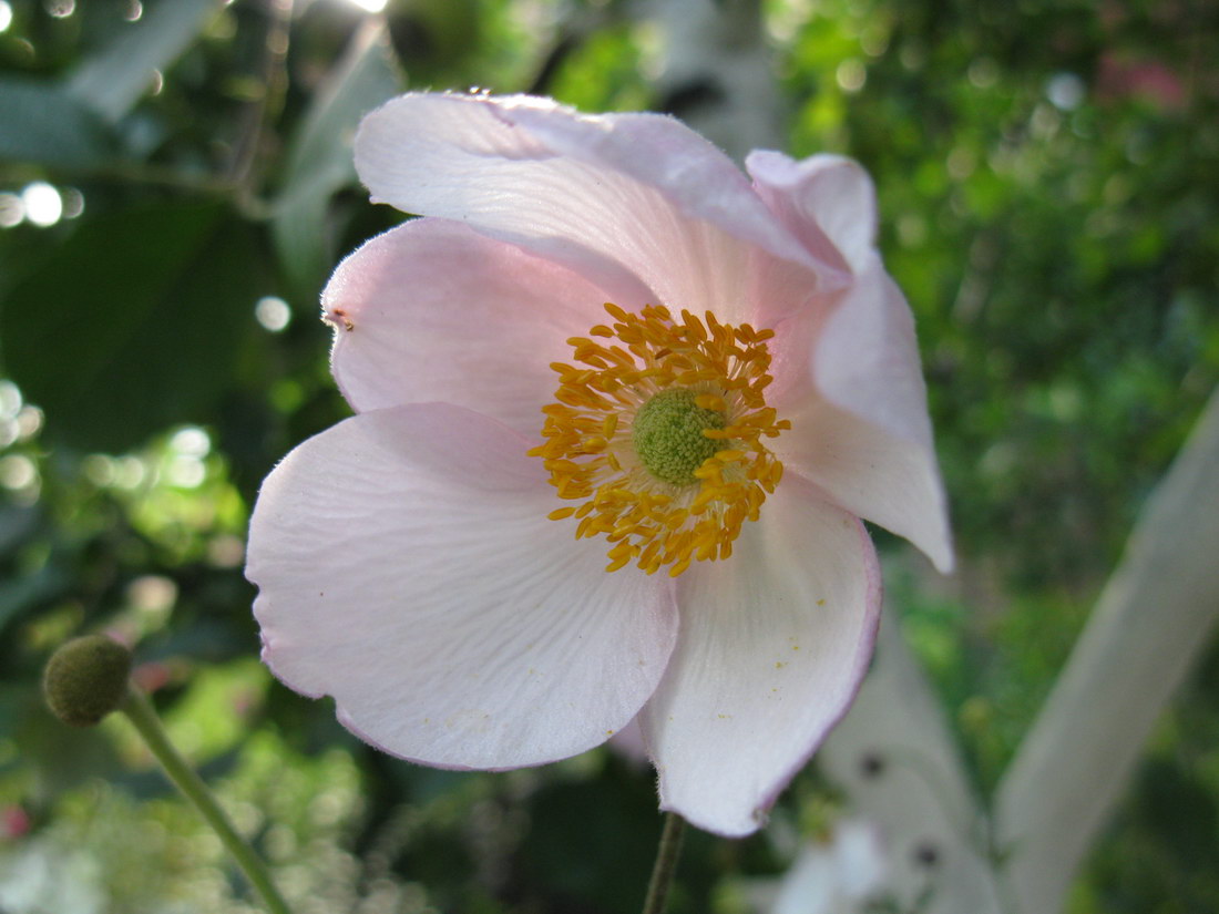 Image of Anemone scabiosa specimen.