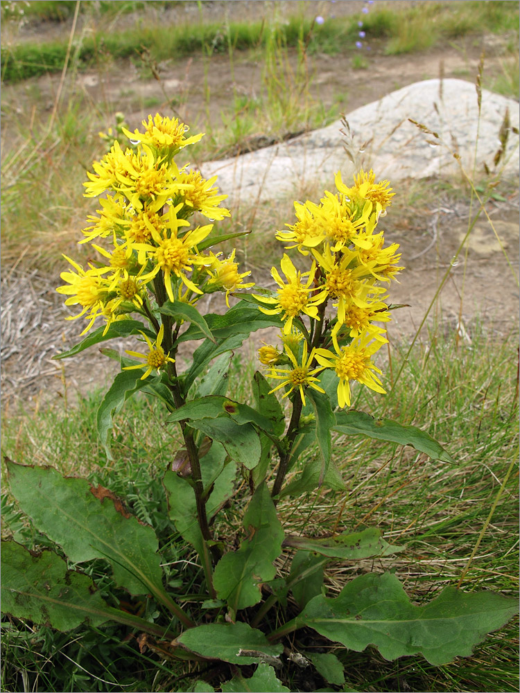 Image of Solidago virgaurea ssp. lapponica specimen.