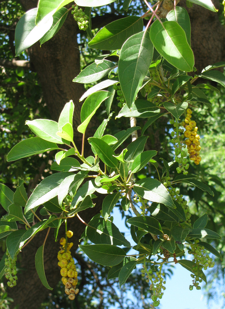 Image of Phytolacca dioica specimen.