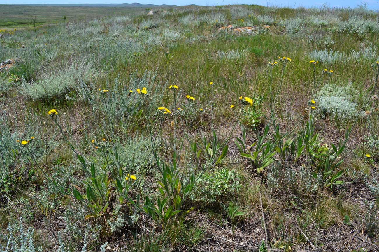 Image of Pilosella echioides specimen.