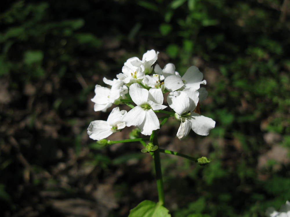 Image of Pachyphragma macrophyllum specimen.