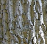 Juglans regia. Кора средней части ствола взрослого дерева. Германия, г. Krefeld, ботанический сад. 16.09.2012.