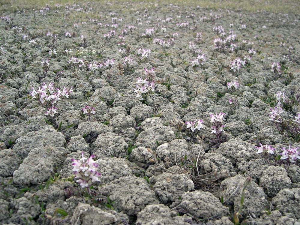 Image of Pedicularis cheilanthifolia specimen.