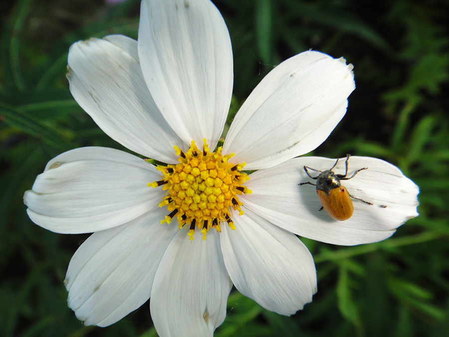 Изображение особи Cosmos bipinnatus.