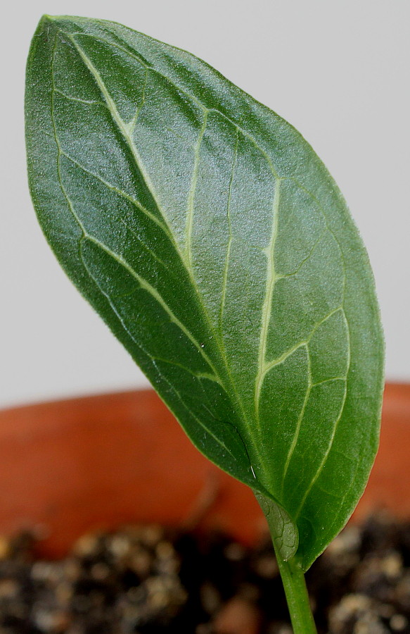 Изображение особи Arum maculatum.