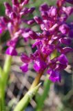 Anacamptis подвид caucasica