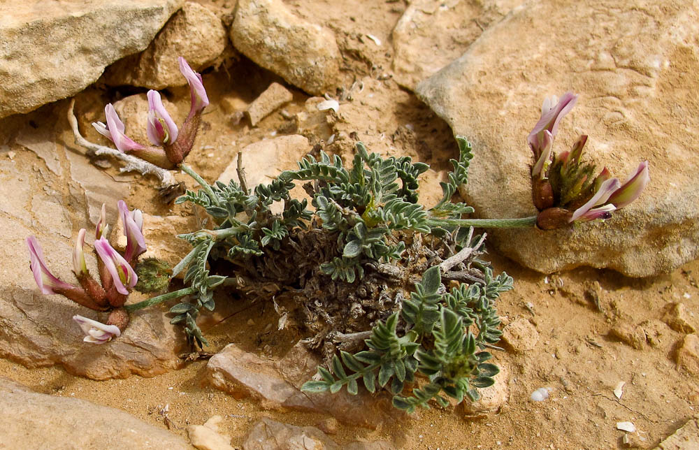 Image of Astragalus amalecitanus specimen.