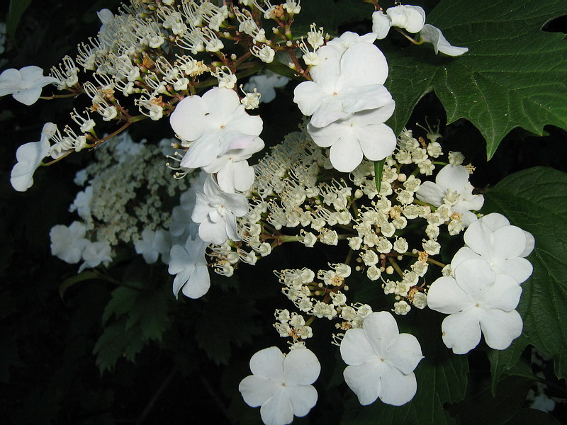 Image of Viburnum opulus specimen.