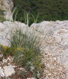 Stipa lithophila