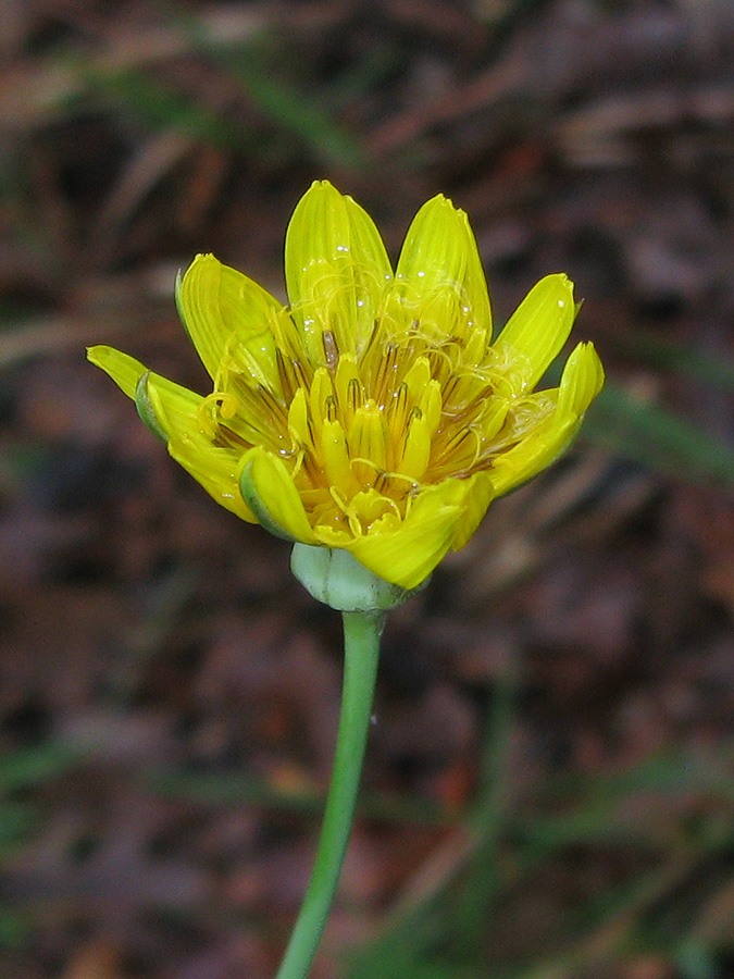 Image of Tragopogon undulatus specimen.