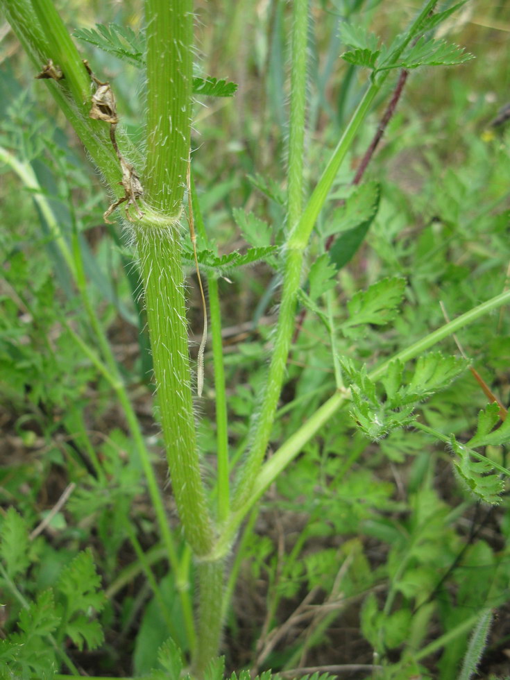 Изображение особи Daucus carota.