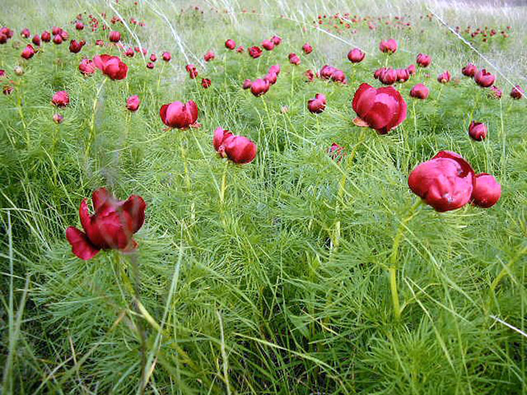 Image of Paeonia tenuifolia specimen.