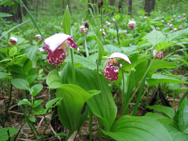 Изображение особи Cypripedium guttatum.