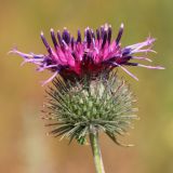 Arctium tomentosum. Соцветие. Ростовская обл., Неклиновский р-н, Носовское с/п, балка Просяная. 28.07.2013.