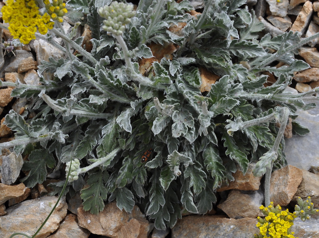 Image of Achillea holosericea specimen.