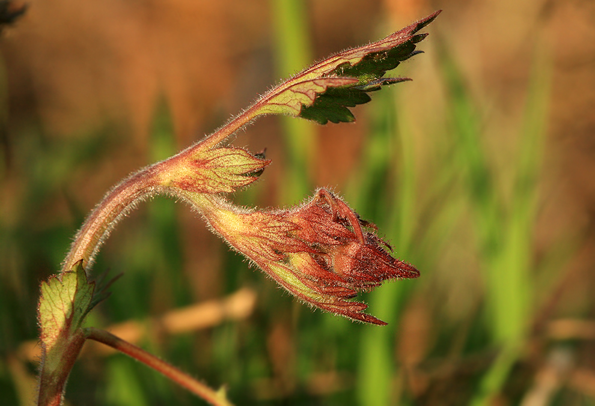 Image of Geum rivale specimen.