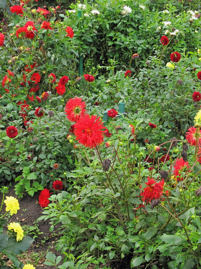 Image of Dahlia &times; cultorum specimen.