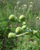 Sonchus arvensis subspecies uliginosus. Нераскрывшиеся соцветия. Краснодарский край, Кущёвский р-н, станица Шкуринская, пустыри. 23.05.2009.