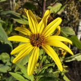 Helianthus tuberosus. Соцветие. Краснодарский край, Крымский р-н, окр. ст. Нижнебаканская, обочина лесной дороги. 10.10.2013.