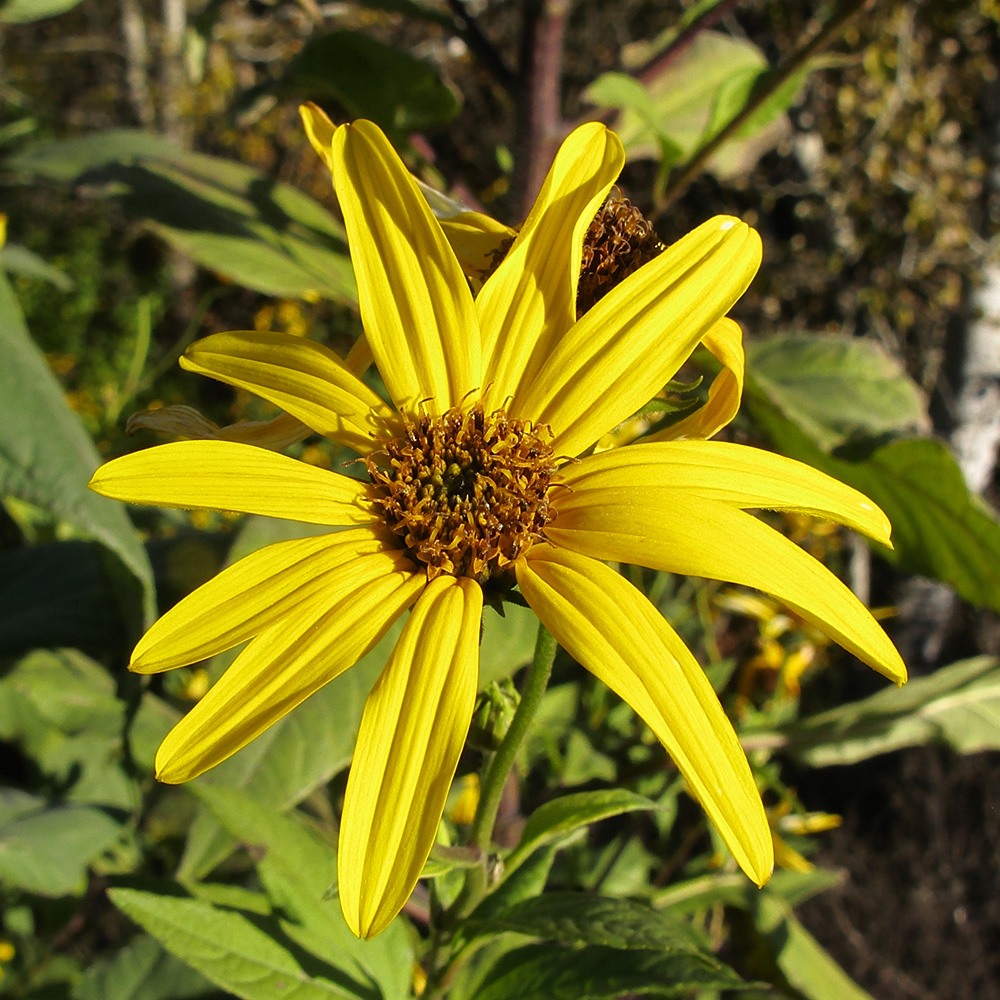 Изображение особи Helianthus tuberosus.