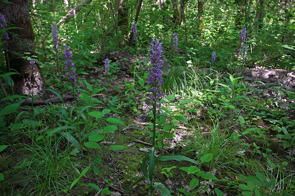 Изображение особи Dactylorhiza urvilleana.