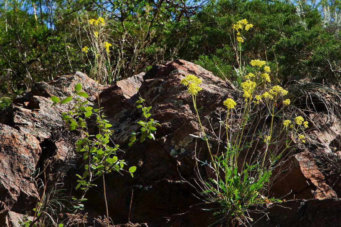 Image of Patrinia intermedia specimen.