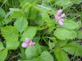 Rubus arcticus. Листья и цветки. Республика Бурятия, Баунтовский эвенкийский р-н, пос. Северный, околица, опушка леса. 19.06.2013.