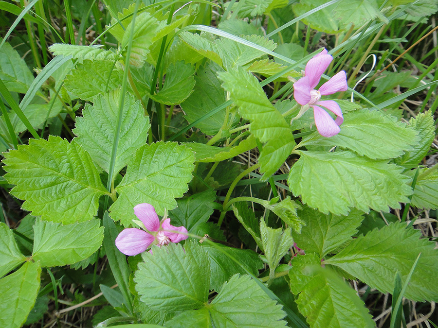 Image of Rubus arcticus specimen.