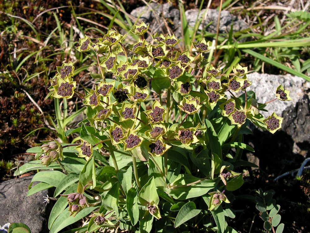 Image of Bupleurum triradiatum specimen.