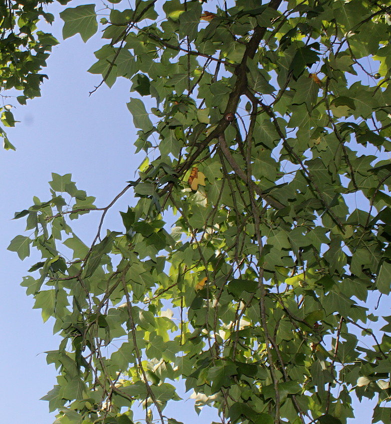 Изображение особи Liriodendron tulipifera.