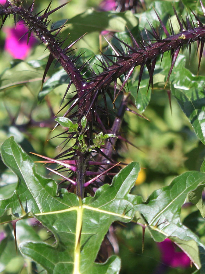 Image of Solanum atropurpureum specimen.