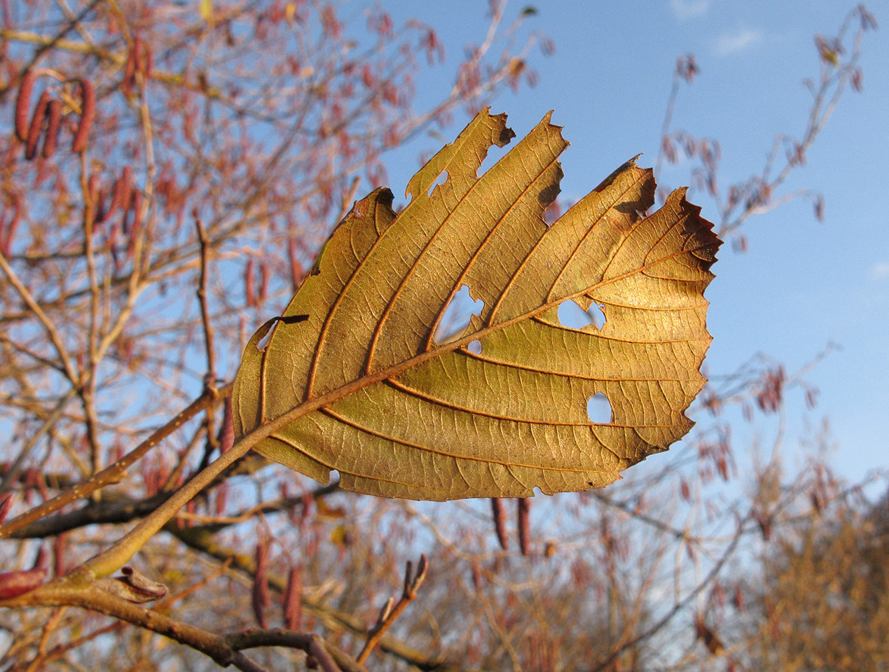 Image of Alnus incana specimen.