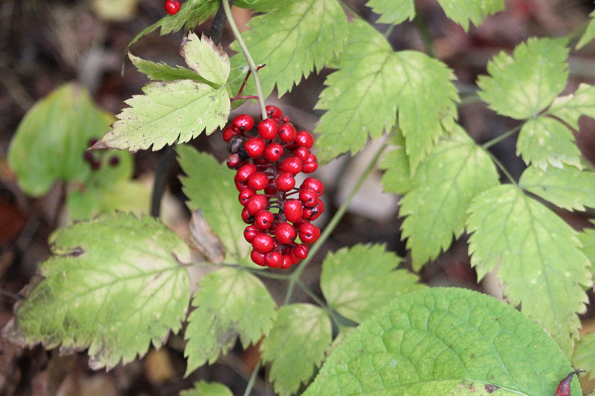 Image of Actaea erythrocarpa specimen.