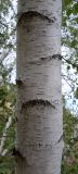 Betula borysthenica