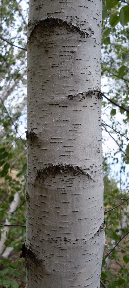 Изображение особи Betula borysthenica.