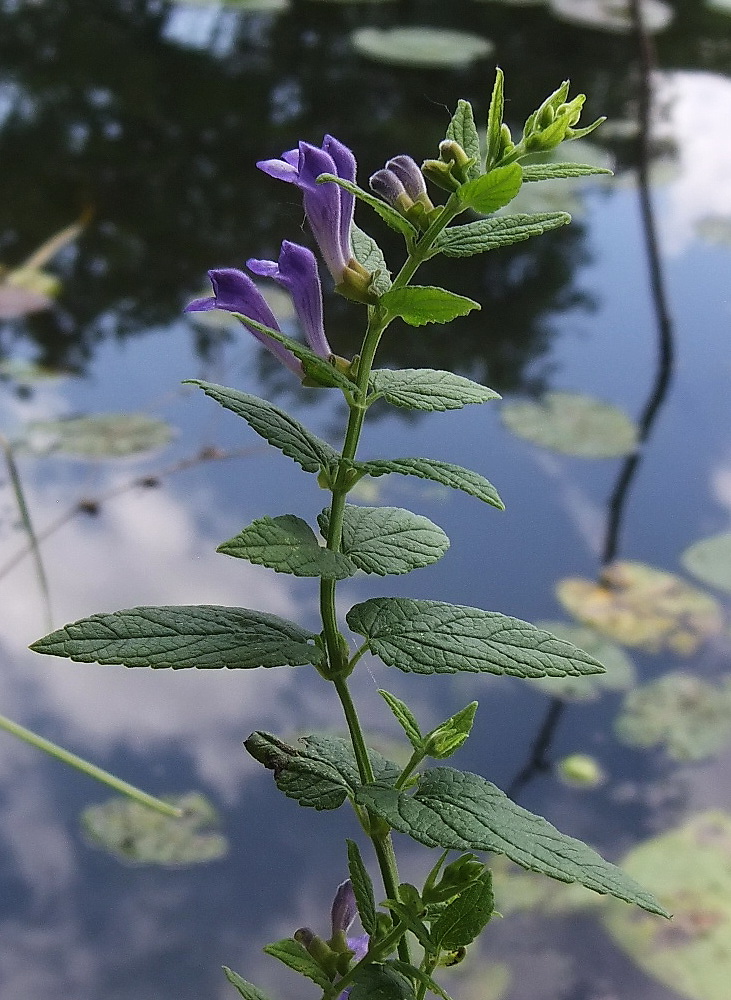 Изображение особи Scutellaria galericulata.