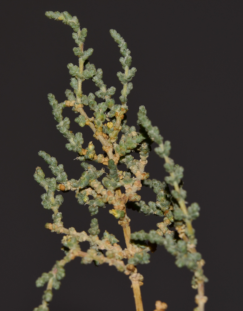 Image of Salsola tetrandra specimen.