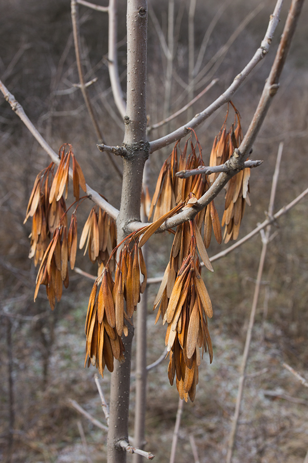 Изображение особи Fraxinus pennsylvanica.