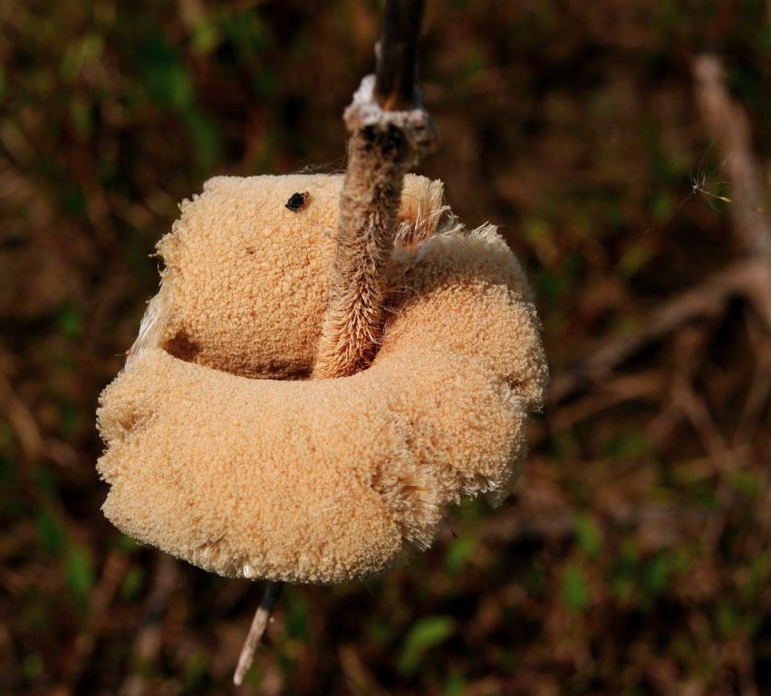 Image of genus Typha specimen.