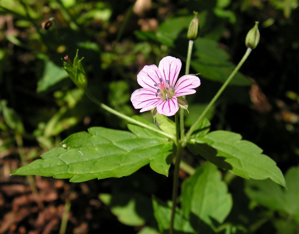 Изображение особи Geranium wilfordii.