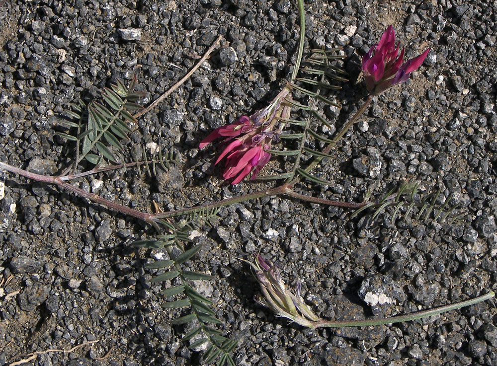 Image of Astragalus ornithopodioides specimen.