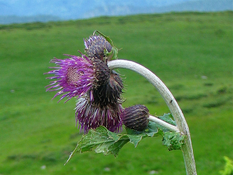 Изображение особи Cirsium waldsteinii.