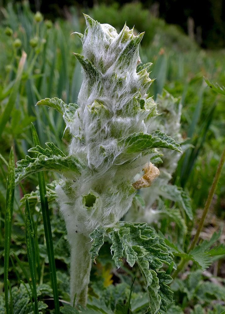 Изображение особи Phlomoides speciosa.