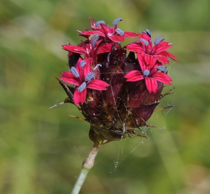 Image of Dianthus stenopetalus specimen.