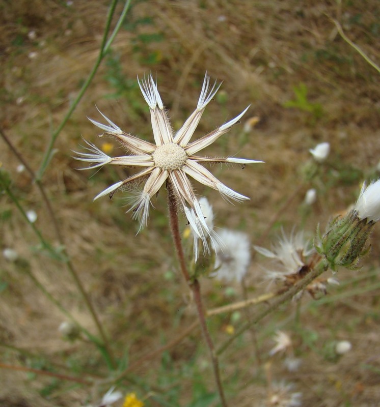 Изображение особи Crepis foetida.