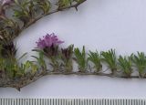 Thymus majkopensis