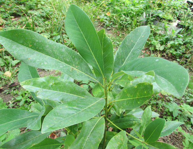 Image of Magnolia virginiana specimen.