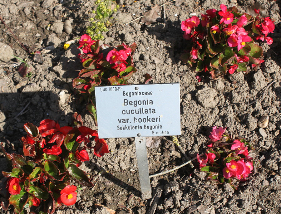 Image of Begonia cucullata var. hookeri specimen.